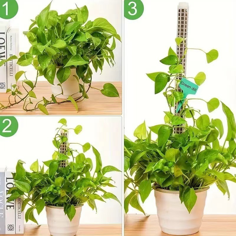 เสาไม้เลื้อยแบบรดน้ำเองได้ 1/2 - Monstera Thai Constellation บทวิจารณ์และราคา