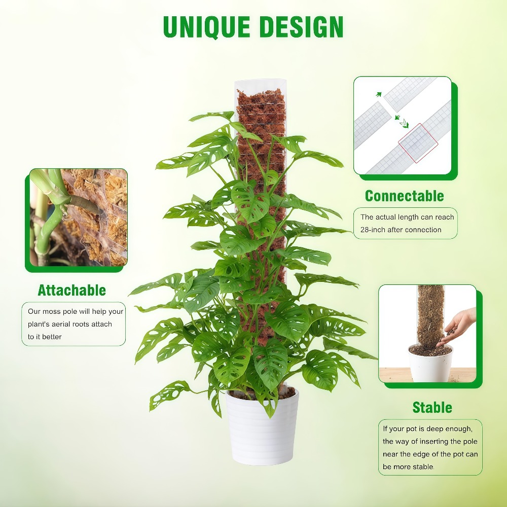 เสาพลาสติกสำหรับยึดต้นไม้ในร่ม - Monstera Thai Constellation บทวิจารณ์และราคา